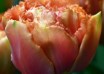 Tulipa Sensual Touch ® (3)